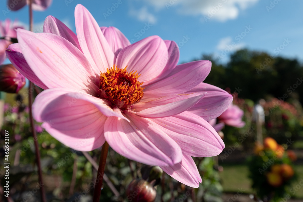 Obraz premium Stunning pink dahlia flowers photographed on a sunny day in late summer in a garden in Wisley, near Woking in Surrey UK