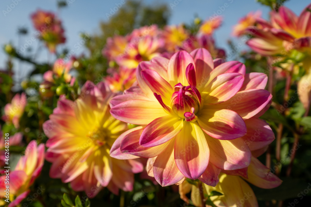 Stunning pink dahlia flowers photographed on a sunny day in late summer in a garden in Wisley, near Woking in Surrey UK