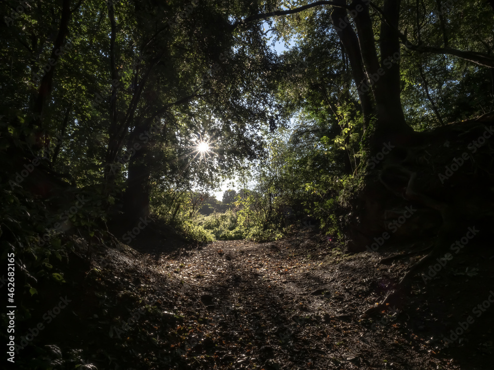 Obraz premium path in the forest