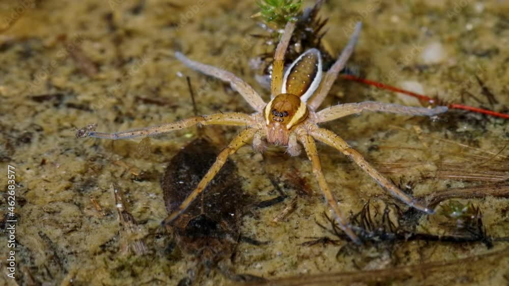 Raft spider (Dolomedes fimbriatus) in water with water scorpion nepa cinerea Raft spider (Dolomedes fimbriatus) in water with water scorpion nepa cinerea