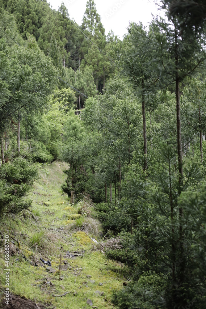 Obraz premium a path in the woods