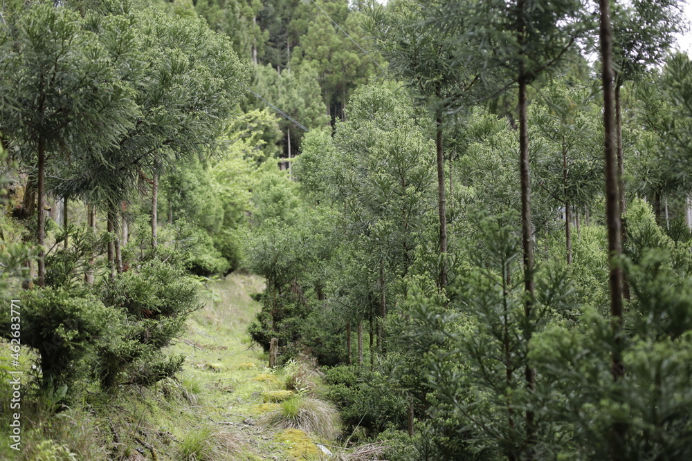 Naklejka premium a path in the woods