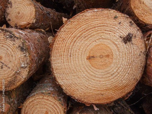 Sectional tree trunks. Fallen tree trunks.