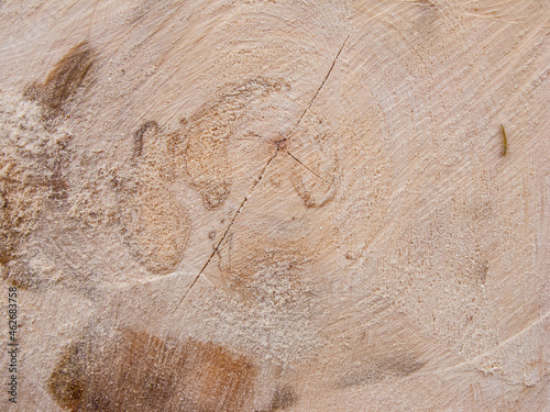 Sectional tree trunk. Tree trunk background.