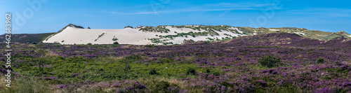 Dune and Heathland Landscape on Sylt, Germany