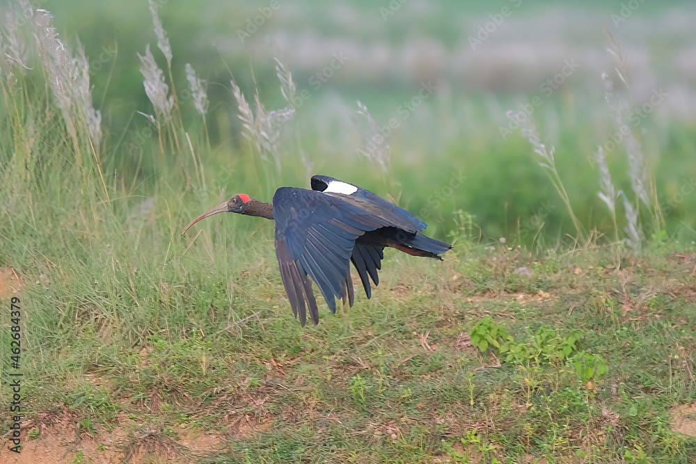 Fototapeta premium Red-naped ibis