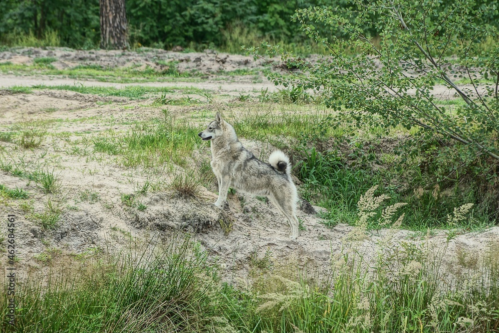 one big gray white husky dog stands on the sand and green grass in nature one big gray white husky dog stands on the sand and green grass in nature