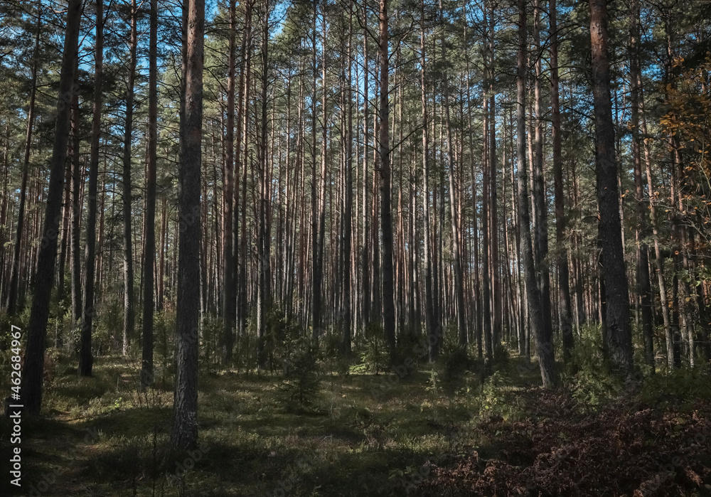 Forest tree trunks of pine woods, coniferous landscape.