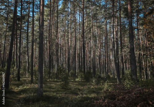 Fototapeta Naklejka Na Ścianę i Meble -  Forest tree trunks of pine woods, coniferous landscape.