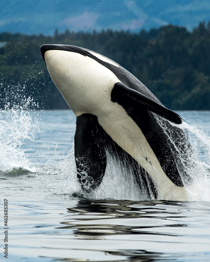 Naklejka premium Bigg's orca whale jumping out of the sea in Cowichan Bay, Vancouver Island, BC Canada