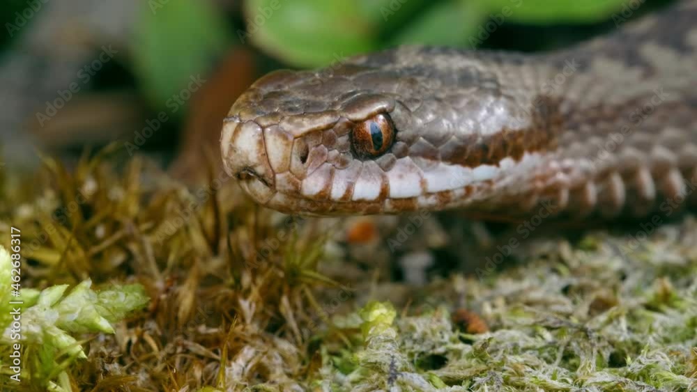 Common European adder viper (Vipera berus) sticking out tongue and smelling Common European adder viper (Vipera berus) sticking out tongue and smelling