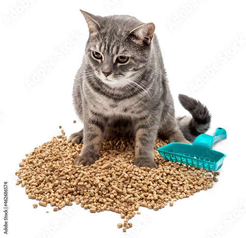 Grey cat on heap of wooden filler for toilet. Isolated on white.