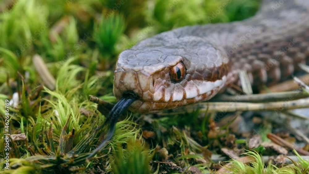 Common European adder viper (Vipera berus) sticking out tongue and smelling Common European adder viper (Vipera berus) sticking out tongue and smelling