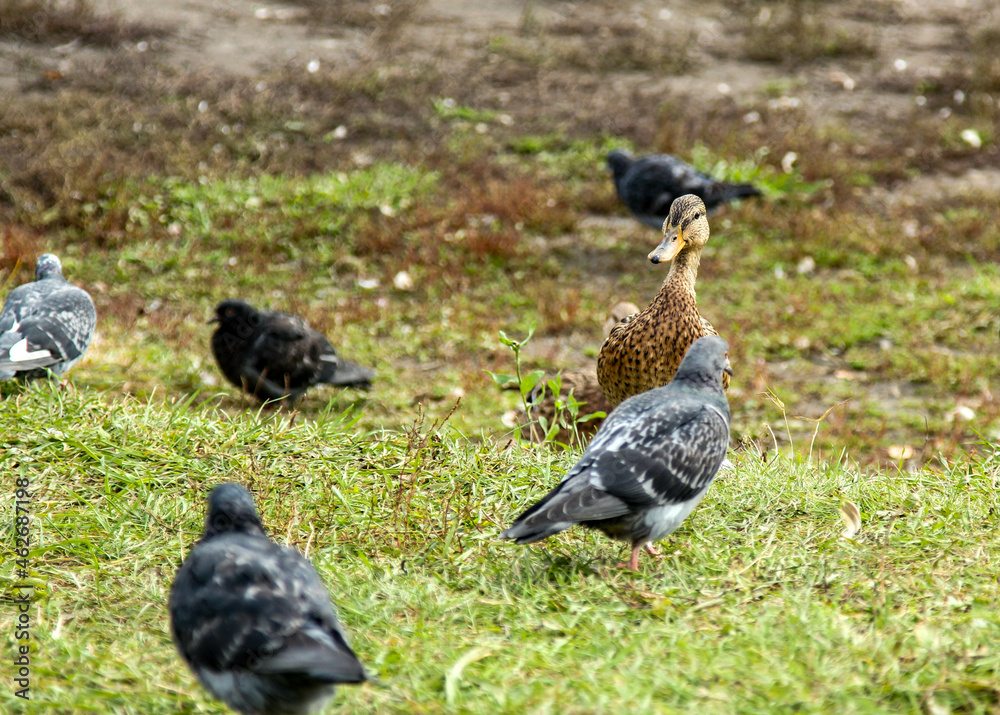 ducks in the grass ducks in the grass