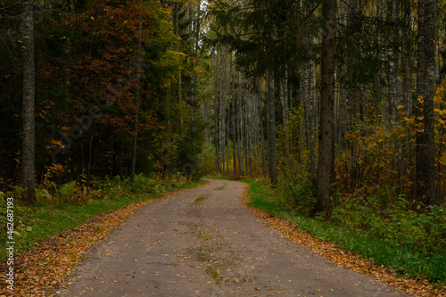 A winding dirt road in the forest in autumn.