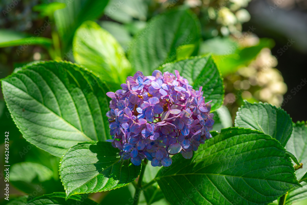 hydrangea grows in the botanical garden of batumi hydrangea grows in the botanical garden of batumi