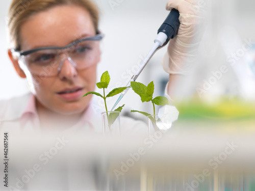 Plant biotechnology, Scientist growing various strains of plant to develop disease resistance