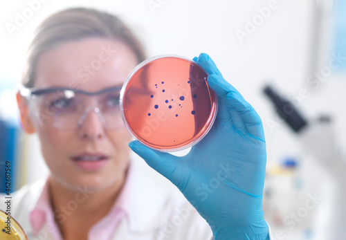 Microbiology, Scientist viewing cultures growing in petri dishes before placing them under a inverted microscope in the laboratory photo