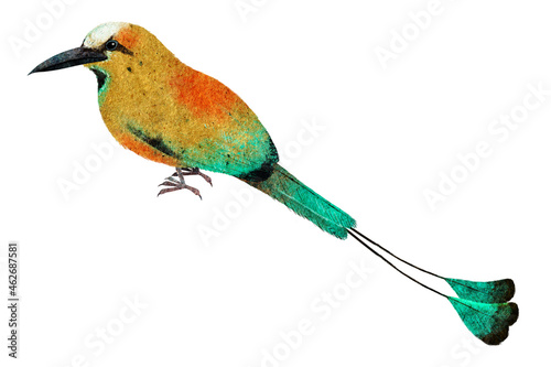 Bright tropical bird, color illustration. Momot bird.
