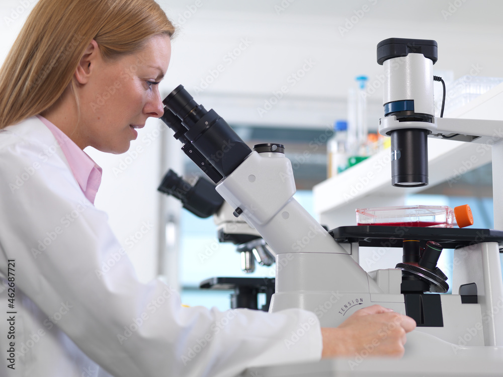 Cell biologist viewing a flask containing stem cells using a inverted microscope in the laboratory Cell biologist viewing a flask containing stem cells using a inverted microscope in the laboratory