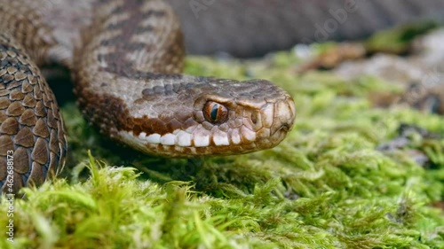 Common European adder viper (Vipera berus) sticking out tongue and smelling photo