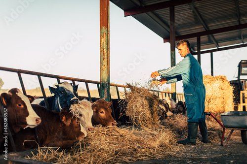 Young farmer wearing blue overall while feeding straw to calves on his farm photo