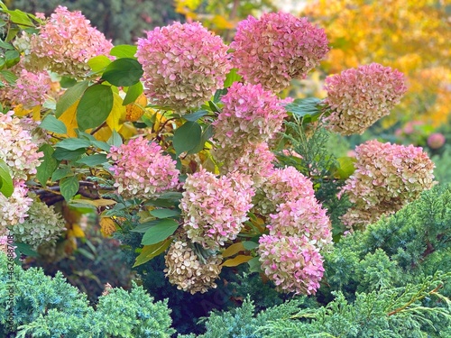 Garden Hydrangea paniculata Pink Lady is  wide spreading shrub with white cream, later turning pink, large inflorescences. Lush hortensia bush among evergreen thuja branches in autumn park. photo