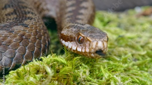 Common European adder viper (Vipera berus) sticking out tongue and smelling
