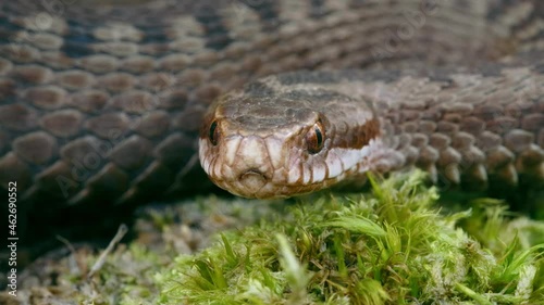 Common European adder viper (Vipera berus) sticking out tongue and smelling photo