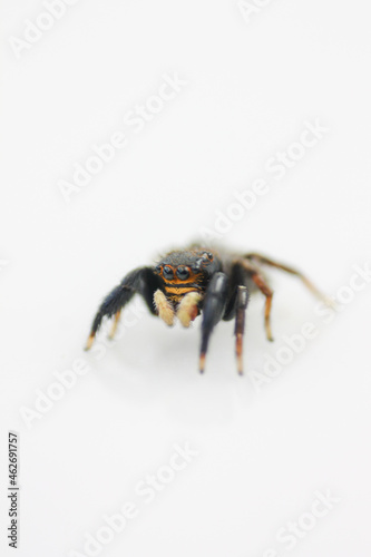 Fotografía macro de una araña saltarina de color naranja © martita97