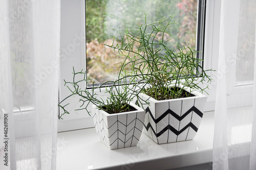 Two flower pots with geometric patterns with ripsalis plants planted in them stand on windowsill photo