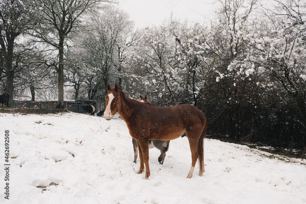Blaze face sorrel gelding horse through snow during winter on Texas ranch in shallow depth of field.