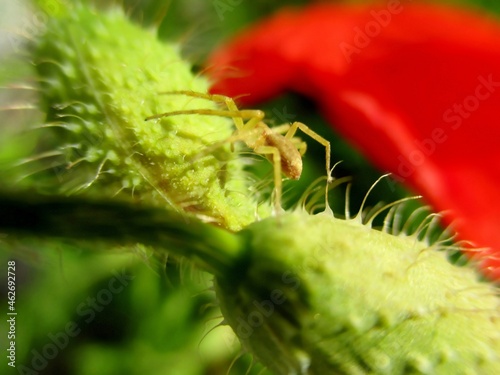 Petite araignée jaune sur deux boutons de fleur de coquelicot photo