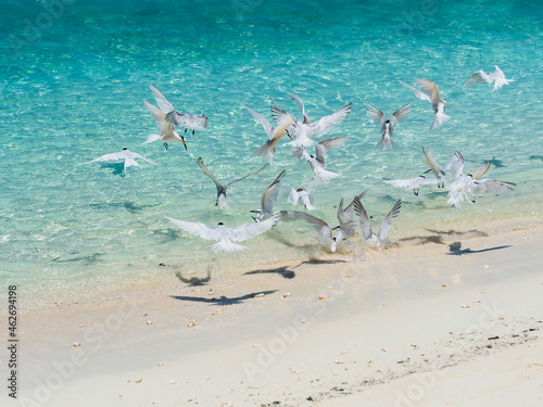Maledives, Ross Atoll, flying swallows hunting fish