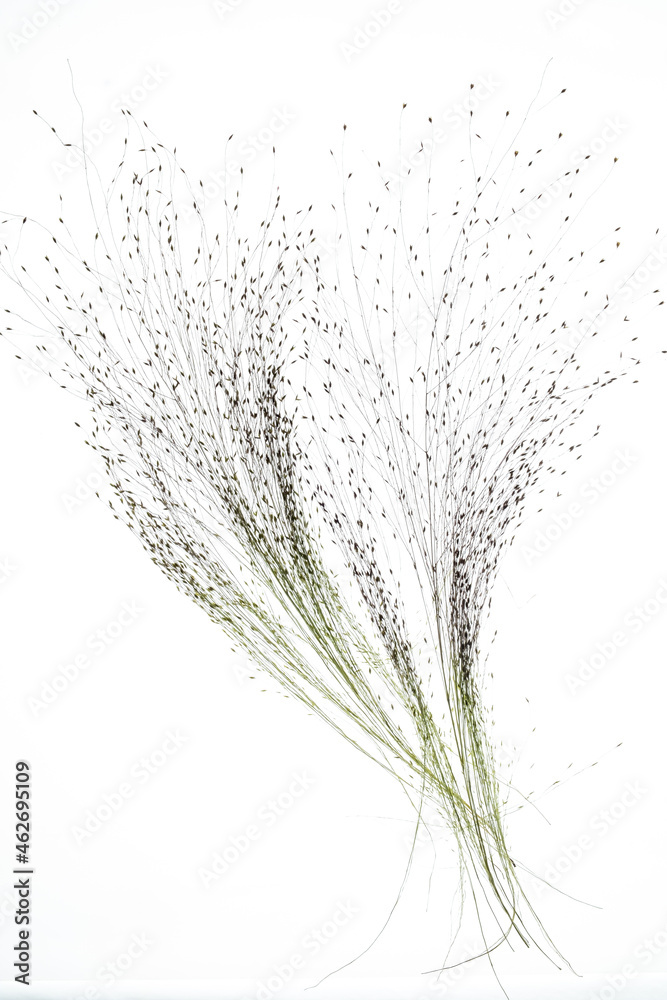 Fototapeta premium dry plant with seeds on the white