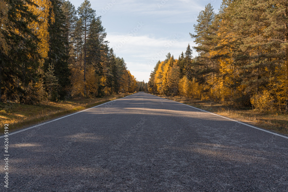 Fototapeta premium An empty driveway surrounded by yellow trees. Autumn sunny day