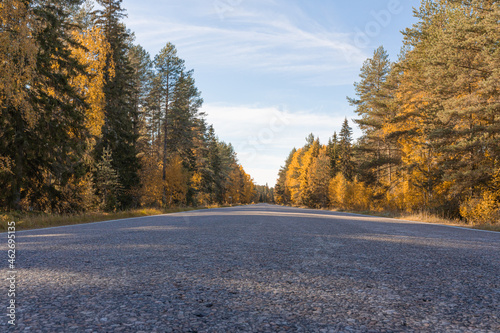 An empty driveway surrounded by yellow trees. Autumn sunny day