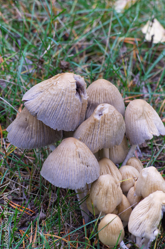 Mushrooms growing on the Ground