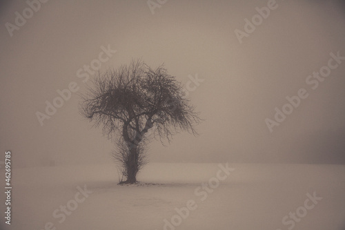 Single tree in winter landscape