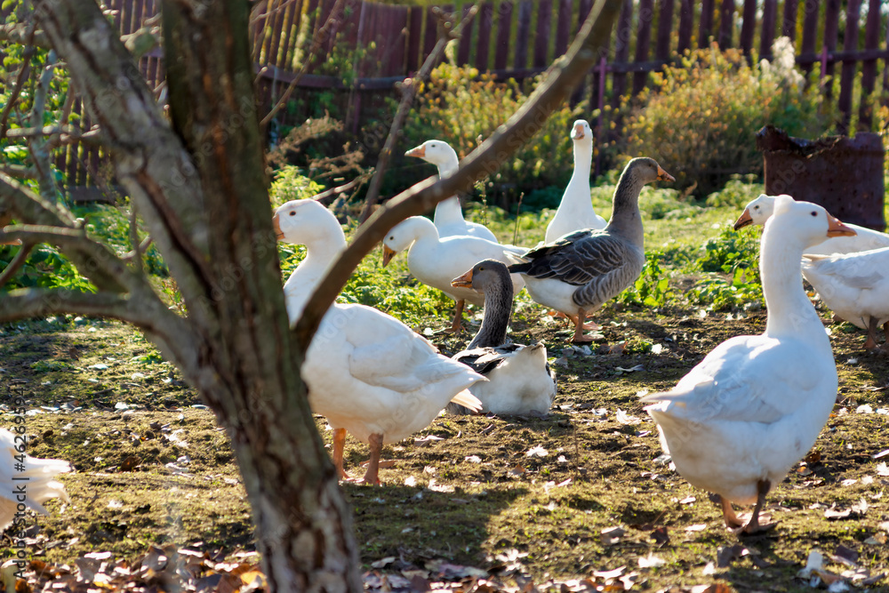 White geese in the village in autumn