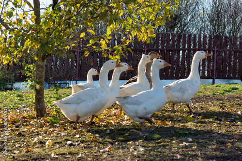 White geese in the village in autumn