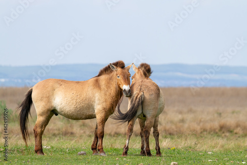 Przewalski horses (Equus ferus przewalskii). The Przewalski's horse or Dzungarian horse, is a rare and endangered subspecies of wild horse native to the steppes of central Asia.