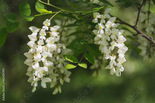 Black Locust, Robinia pseudoacacia photo