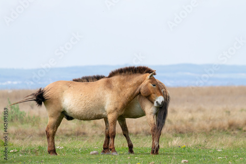 Przewalski horses  Equus ferus przewalskii . The Przewalski s horse or Dzungarian horse  is a rare and endangered subspecies of wild horse native to the steppes of central Asia.