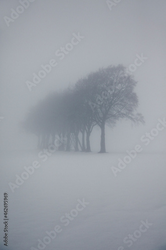 Hazy winter landscape with row of trees and raised hide