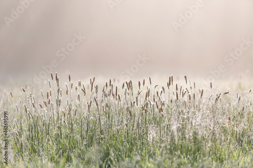 Grasses on a meadow at backlight photo