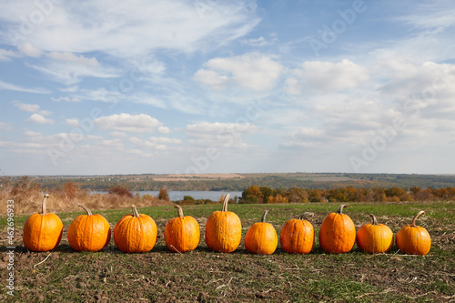 Orange pumpkins in field in sunny autumn day © kobeza