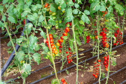 Growing of red salad or sauce tomatoes in greenhouses in Lazio, Italy