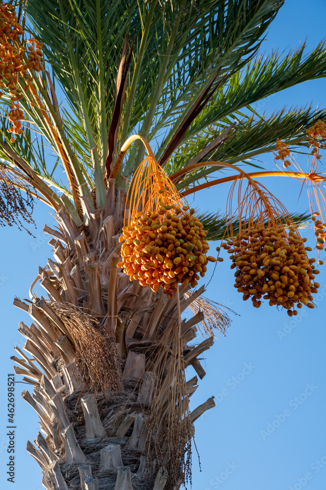 Plantation of phoenix date palm with bunches full of orange date fruits Plantation of phoenix date palm with bunches full of orange date fruits