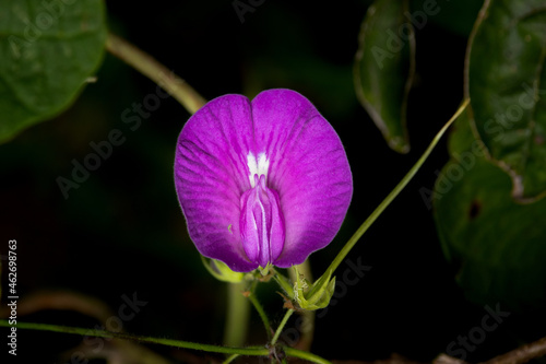 Clitoria